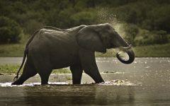 elephants in addo 202x84